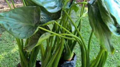 Photo of Cultivo da planta kris Alocasia: Informações sobre o plantio da Alocasia dentro de casa