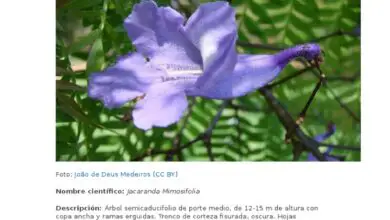 Photo of Cultivo de ácer com flores da Abutilon: Descubra os requisitos da Abutilon em interiores