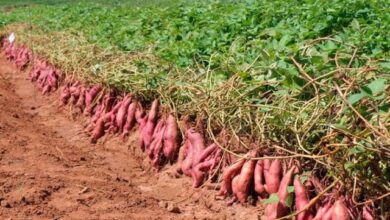 Photo of Cultivo de batata doce: variedades, guia de plantio, cuidados, problemas e colheita