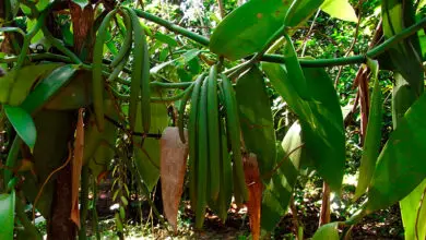 Photo of Cultivo de baunilha: Como plantar, cultivar e colher com sucesso feijões de baunilha