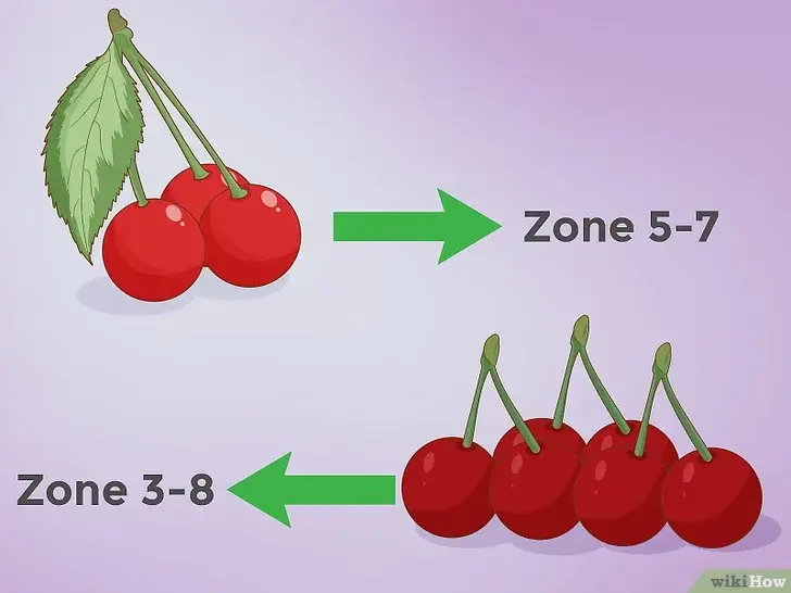 Photo of Cultivo de cerejas moídas: como plantar, cuidar e colher cerejas moídas
