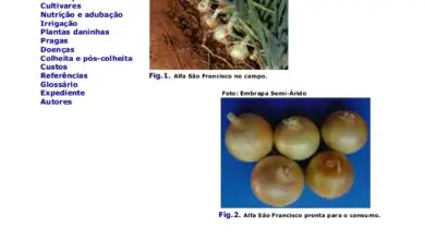 Photo of Cultivo de chalotas: melhores variedades, guia de plantio, cuidados, problemas e colheita