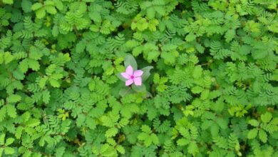 Photo of Cultivo de ervas daninhas em interior