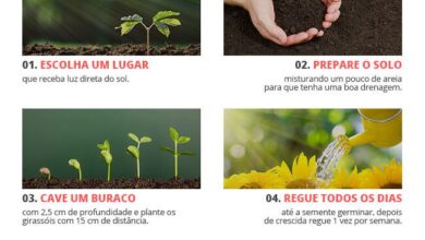 Photo of Cultivo de girassóis: como plantar, crescer e cuidar dos girassóis