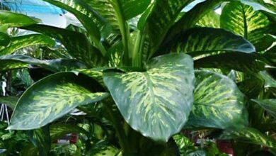 Photo of Cultivo de la Dieffenbachia Dumbcane