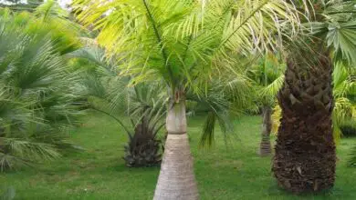 Photo of Cultivo de palmeiras de fuso