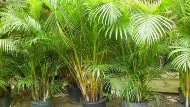 Photo of Cultivo de palmeiras em interior – Cultivo de palmeiras em interior