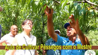 Photo of Cultivo de Pêssegos: O Guia Completo para Plantar, Cuidar e Colher Pêssegos