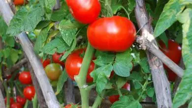 Photo of Cultivo de plantas de tomateiro Beefsteak no jardim