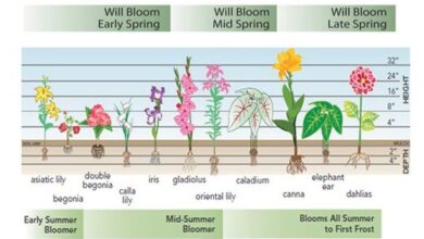 Photo of Cultivo de Plantas Evergreen: Informações sobre Ervas Perenes para Jardins