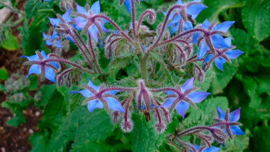 Photo of Cultivo de sementes de borragem – Como plantar sementes de borragem