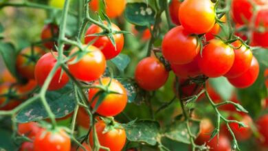 Photo of Cultivo de Tomate Cereja – Plantio e Colheita de Tomate Cereja