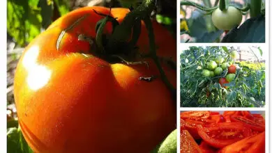 Photo of Cultivo de tomate sem sementes – Tipos de tomate sem sementes para o jardim