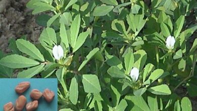 Photo of Cultivo do feno-grego: variedades de plantas, pontas, problemas e colheita