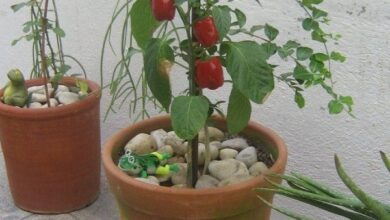 Photo of Cultivo do Pimentão em Vasos: Como Cultivar Pimentão em Vasos