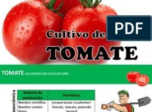 Photo of Cultivo do tomate em anel – Descubra o cultivo do tomate em anel