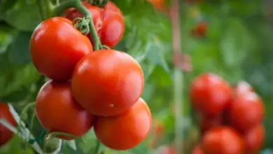 Photo of Cultivo do tomate: Tudo o que você precisa saber sobre plantio, cuidado e colheita do tomate