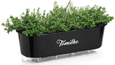 Photo of Cultivo do tomilho em casa : Como cultivar o tomilho em casa