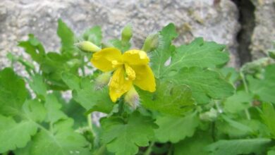 Photo of Cultura de Chelidonium majus ou Celidonia