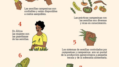 Photo of Culturas de clima fresco: a lista, os métodos de cultivo e como preservá-los