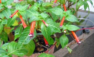 Photo of Cuphea ignea, planta de cigarro, flor de cigarro