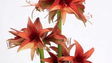 Photo of Cybister Hippeastrum Bogotá Amaryllis Bogotá