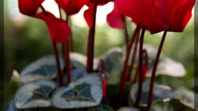 Photo of Cyclamen Plant Care