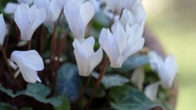 Photo of Cyclamen Plant Division: Como dividir as lâmpadas Cyclamen