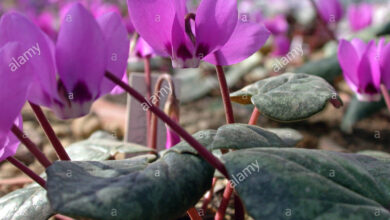 Photo of Cyclamen pseudibericum Cyclamen da Turquia