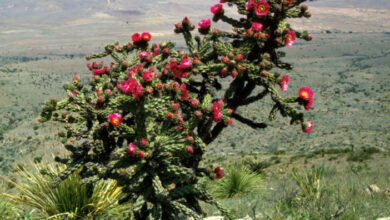 Photo of Cylindropuntia imbricata ou Tencholote