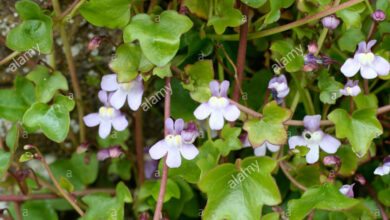 Photo of Cymbalaria muralis Cymbalaria muralis, ruína de Roma