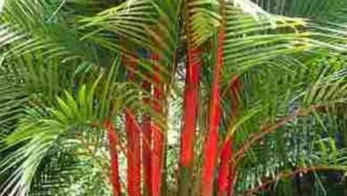 Photo of Cyrtostachys renda Palmeira de tronco vermelho