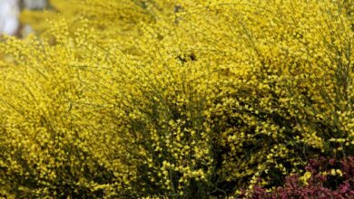 Photo of Cytisus