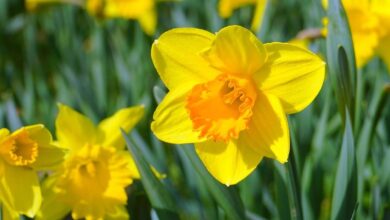 Photo of Daffodils