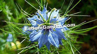 Photo of Damasco nigela, Pés Aranha, Barba de Nasturtium