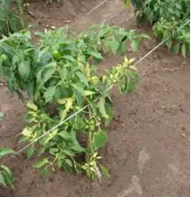 Photo of Danos causados por herbicidas na pimenta: A pimenta pode ser danificada por herbicidas?