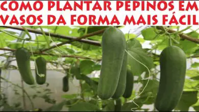 Photo of Danos na Planta do Pepino: Dicas para proteger as plantas de pepino no jardim