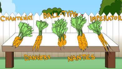 Photo of Danvers Carrot Information: Como Cultivar Cenouras Danvers