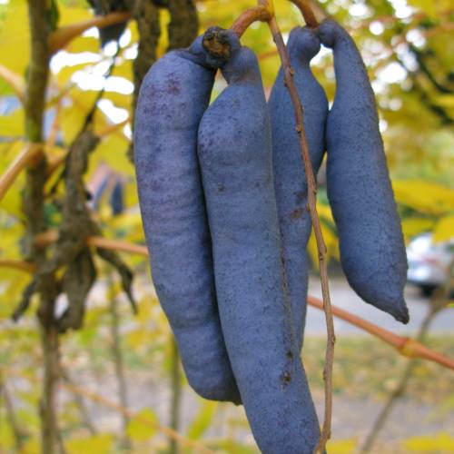decaisnea-fargesii-feij-o-azul-salsicha-azul-noticias-de-jardim
