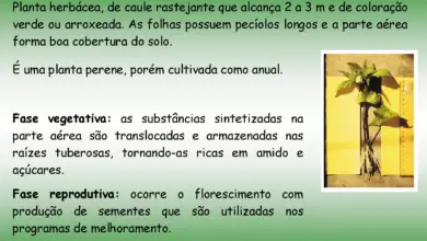 Photo of Decomposição dos caules de milho: o que causa a decomposição dos caules de milho doce?