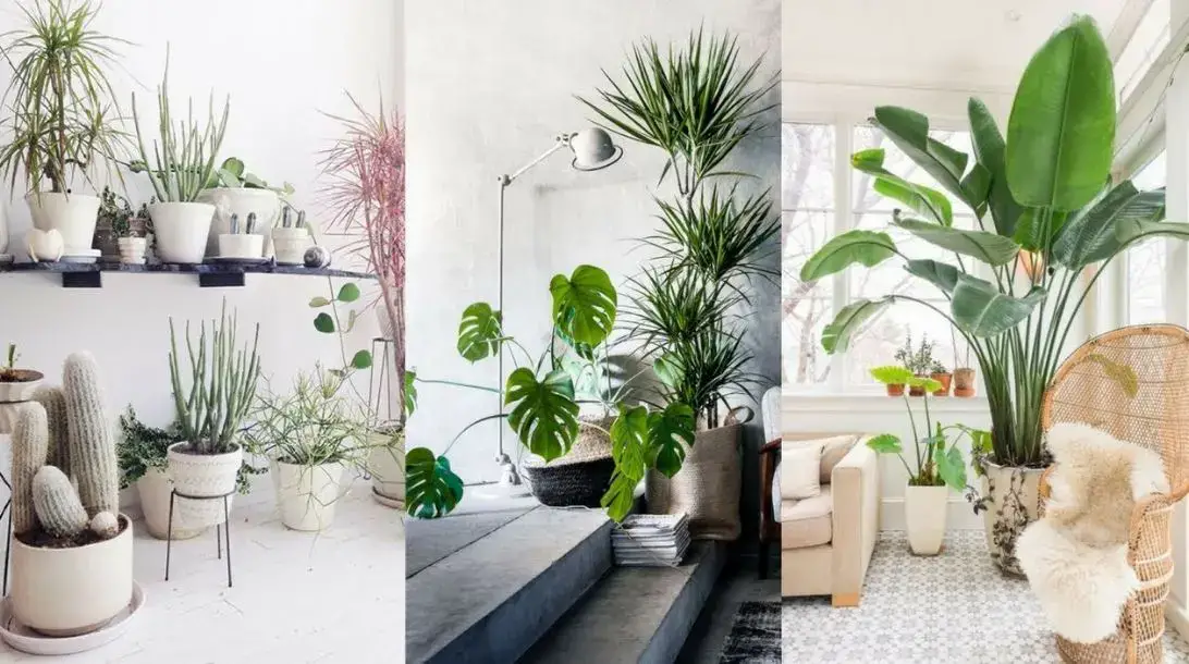 Photo of Decoração de interiores com plantas da casa