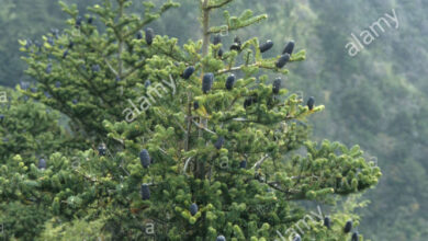 Photo of Delavay Fir, Yunnan Fir