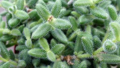 Photo of Delosperma echinatum Delosperma hirsute