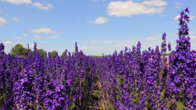 Photo of Delphinium ajacis, uma planta com flores em forma de espiga