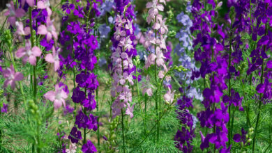 Photo of Delphinium, Larkspur