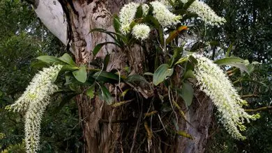 Photo of Dendrobium speciosum Dendrobium speciosum