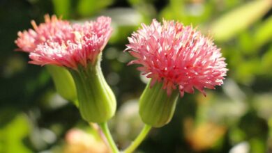 Photo of Dente-de-leão de flor-de-rosa