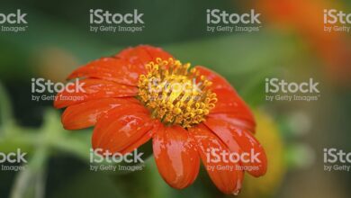 Photo of Descubra a beleza das flores de Tithonia rotundifolia