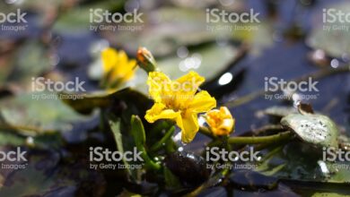 Photo of Descubra a beleza de suas flores Nymphoides peltata