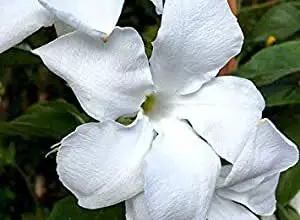Photo of Descubra as flores perfumadas de Mandevilla laxa